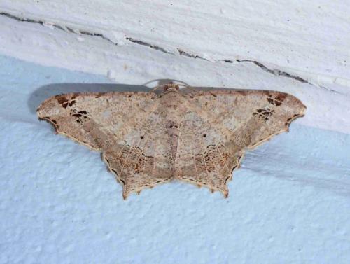 Chiasmia emersaria